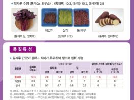 충청남도 신품종 고구마 ‘호풍미·통채루’ 분양 받으세요! 기사 이미지