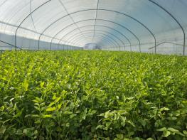 대구 동구 팔공산 미나리 본격 출하 시작 기사 이미지