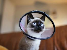 영주시, 실외사육견·길고양이 중성화 수술비 지원 신청 기사 이미지