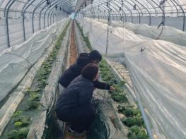 천안시, 저온기 농작물 생육관리 현장지도 강화 기사 이미지