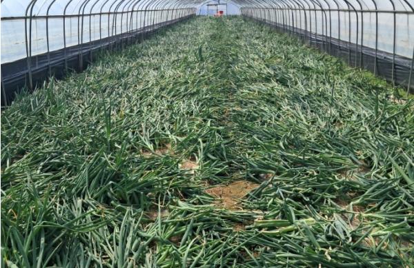 경남농업기술원, 지금 가장 맛있을 때 달콤한 햇양파 본격 출하