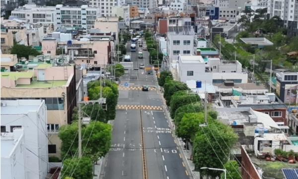 부산 남구, 은행나무 테마전정 확대 추진 유엔로·용호로에 네모 가로수길 조성... 특색 있는 도시경관 연출 기사 이미지