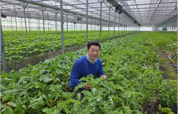 전남광주특별시, 9월 친환경농산물에 장성 ‘무농약 쌈채소’ 기사 이미지
